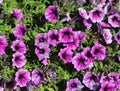 Garden petunia hybrid (Petunia Ãâ atkinsiana) in garden, blooming in spring